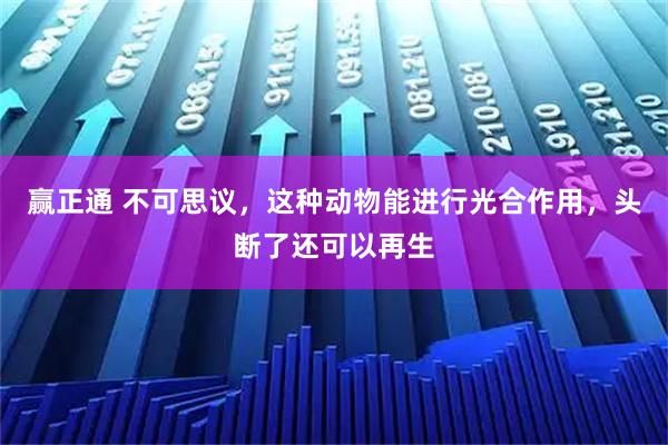 赢正通 不可思议，这种动物能进行光合作用，头断了还可以再生